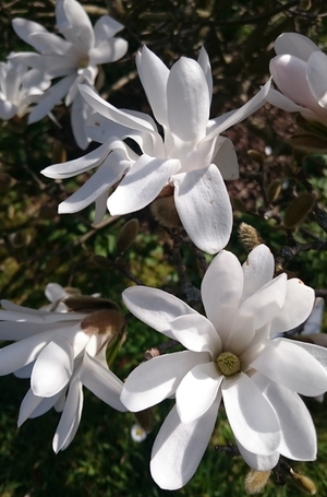 Weisse Magnolienblüten