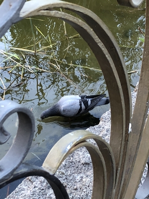 Taube trinkt Wasser im Park