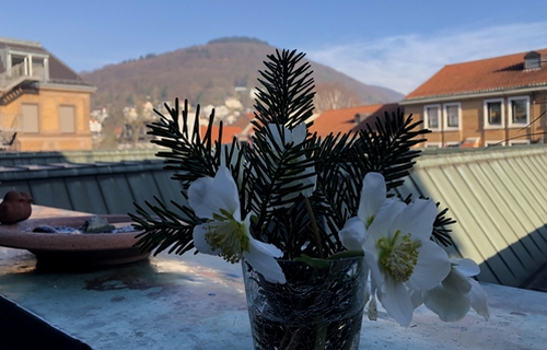 Christrose im Glas auf dem Balkon; im Hintergrund der Heiligenberg