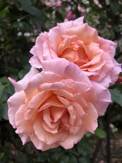 Orange- und rosefarbige Rosen
