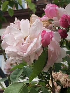 Rosafarbige Rosen