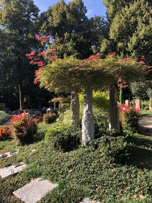 Ahornbaum auf dem Bergfriedhof