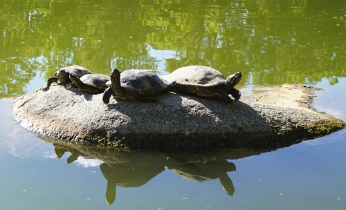 Schildkröten auf einem Stein in der Sonne