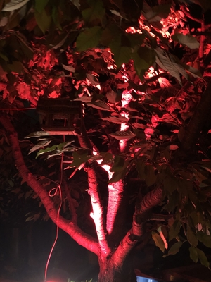 Rot beleuchteter Baum im Garten