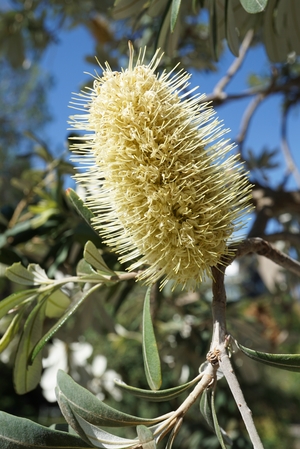 Blüte eines Banksiabaumes
