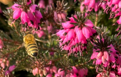 Biene sammelt Nektar am Heidestrauch