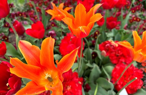 Rote und orange Tulpen