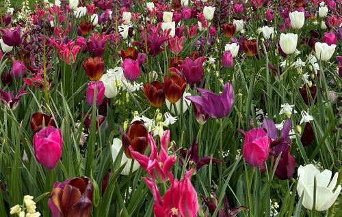 Weisse, rosa und dunkelilane Tulpen