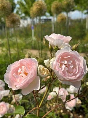 Rosefarbene Rosen