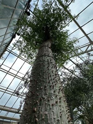 Junger Kapokbaum im Tropenhaus des Botanischen Gartens Heidelberg